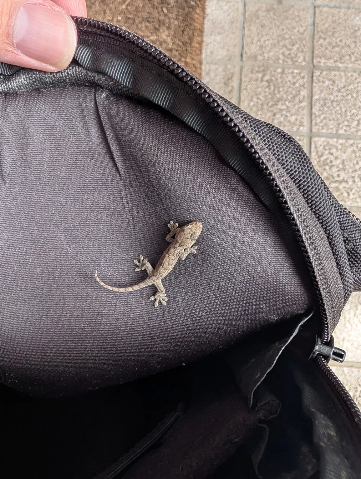 親指と比べた子どものヤモリ
